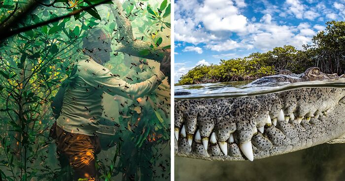 Photographers Capture Insightful Photos For The Mangrove Photography Awards 2022 (47 Pics)