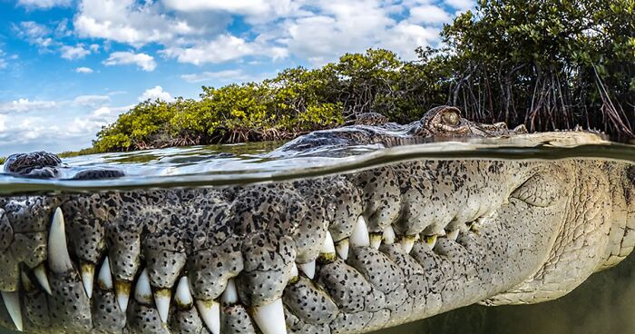 Secrets Of The Mangroves: 47 Best Pictures Of 2022 Mangrove Photography Awards