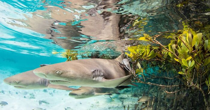 Mangroves And Ecosystems: 30 Best Pictures Of 2022 Mangrove Photography Awards