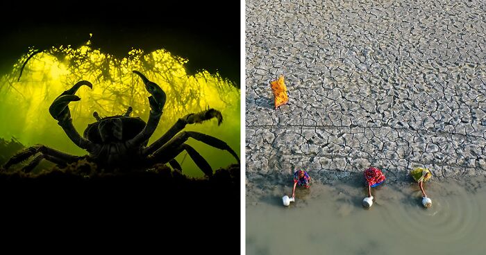 Spectacular Images Of The 2022 Mangrove Photography Awards (47 Pics)