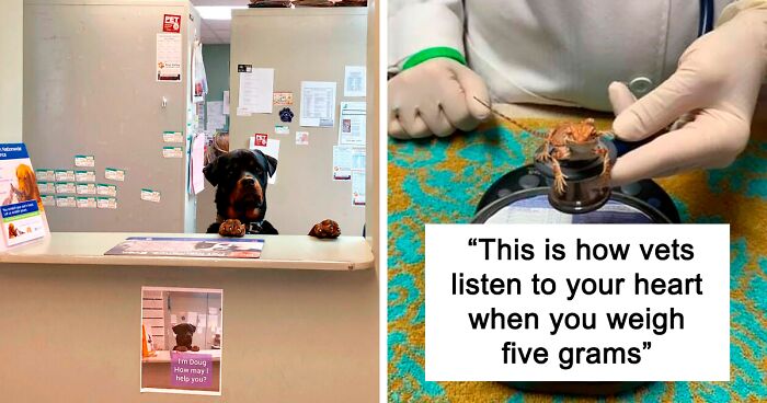 50 Hilarious And Wholesome Moments That Vets Have Experienced At Work (New Pics)