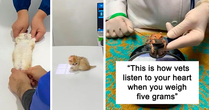 140 Times Vets Encountered The Cutest Pets At Work And Just Had To Take A Picture (New Pics)