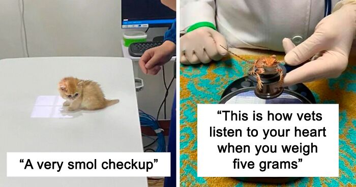 50 Hilarious And Wholesome Moments That Vets Have Experienced At Work (New Pics)