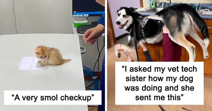 It's Clear That Vets Have The Best Patients, And Here's 140 Wholesome And Funny Moments (New Pics)