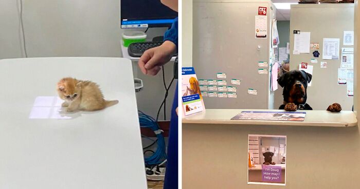 140 Heartwarming And Funny Moments That Happened At The Vets (New Pics)