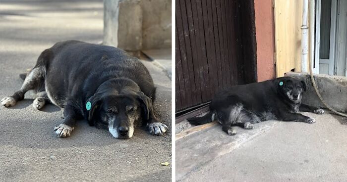 This Dog Has Its Own Page On Google Maps As A Tbilisi Landmark And A Local Attraction