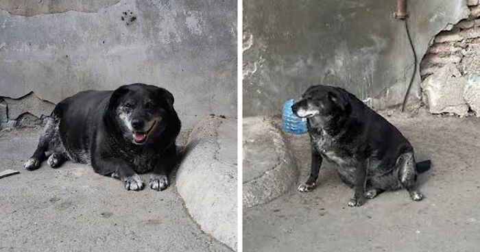 This Dog Is A Local Landmark In Tbilisi, Georgia With A Personal Google Maps Mark And Positive Reviews