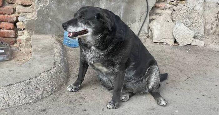 This Dog Is A Landmark In Tbilisi And Is Known By The Local People As The Watermelon Dog