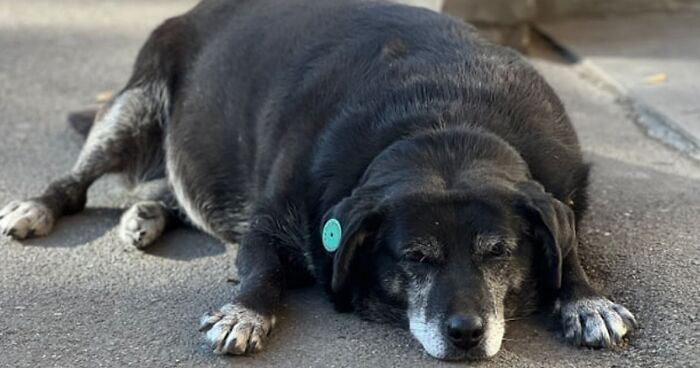 This Dog Is A Local Landmark In Tbilisi, Georgia With A Personal Google Maps Mark And Positive Reviews