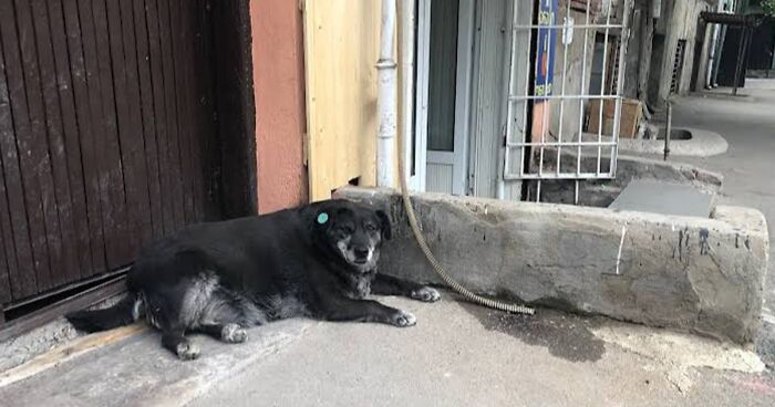 This Dog Is A Local Landmark In Tbilisi, Georgia With A Personal Google Maps Mark And Positive Reviews