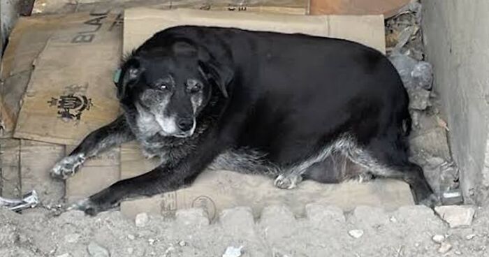 This Dog Is A Local Landmark In Tbilisi, Georgia With A Personal Google Maps Mark And Positive Reviews