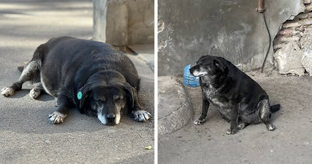 can you give watermelon to dogs