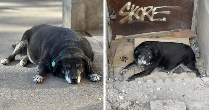 This Dog Is A Local Landmark In Tbilisi, Georgia With A Personal Google Maps Mark And Positive Reviews