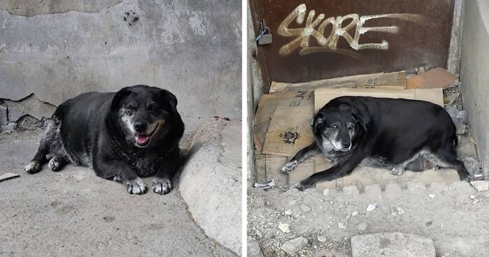 In Tbilisi, Georgia, You Can Find This Dog Surrounded By Fans As It Is A Local Landmark With Plenty Of Positive Reviews On Google Maps