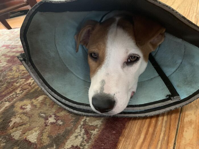 The Inside Of My Foster Puppy’s Flexible Cone Is A Textured Fabric That Can’t Be Wiped Down. It’s Foul After Just 2 Days, And He’ll Have To Wear It For 2-4 Weeks. The Person Who Designed This Clearly Never Had A Dog, Probably Never Met A Dog