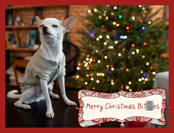 My Dog Asked Me To Make A Holiday Card He Could Email To The Ladies