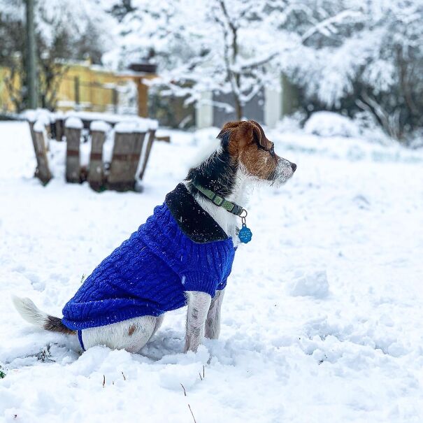 Hey Pandas, Post A Picture Of Your Pet In The Snow Or In Winter Attire ...
