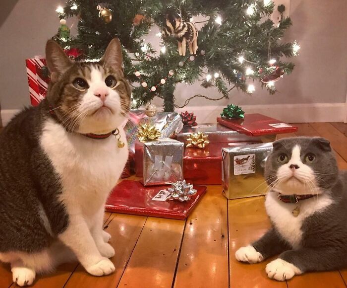 Merry Christmas!! No cats were harmed in the making of this picture 🎄🤶