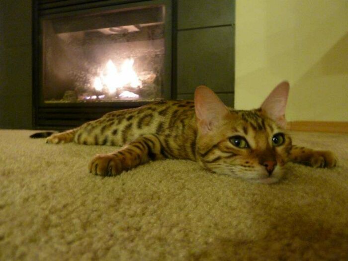 Nikita, My Bengal Kitten, Smiling By The Fire