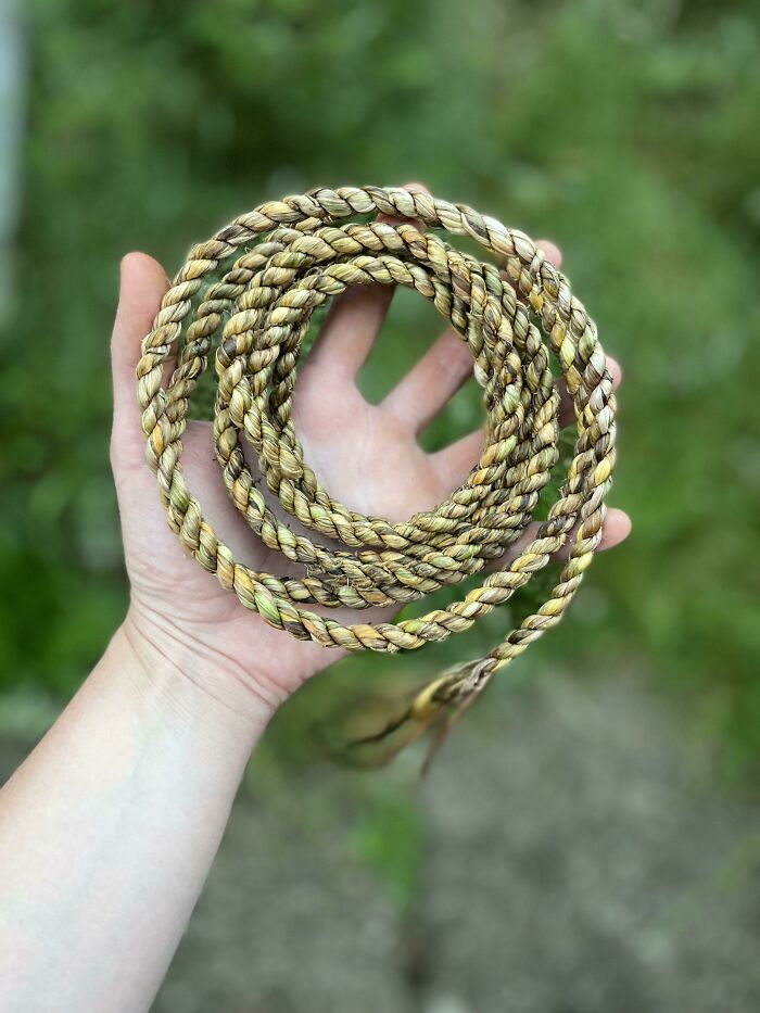 Una cuerda hecha con hojas de narciso