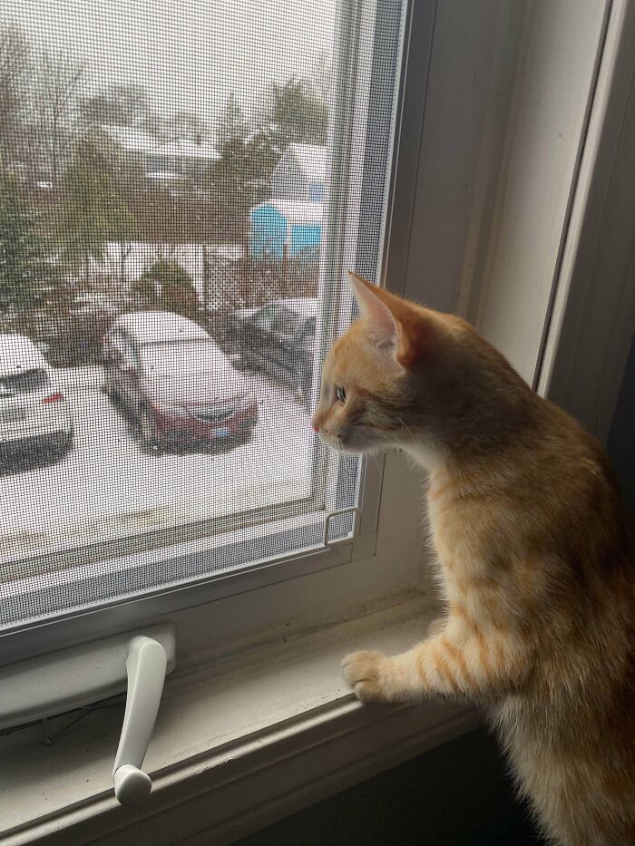 Meet Rancher, From Mississippi, Who Got Adopted Last Night And Experienced His First Snow Day In Maine This Morning!