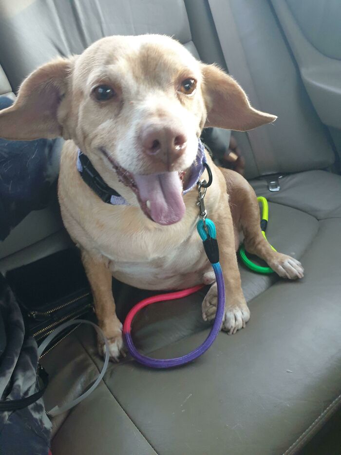 My Friend Wanted To Adopt An Older Dog From The Shelter, Meet Toby!