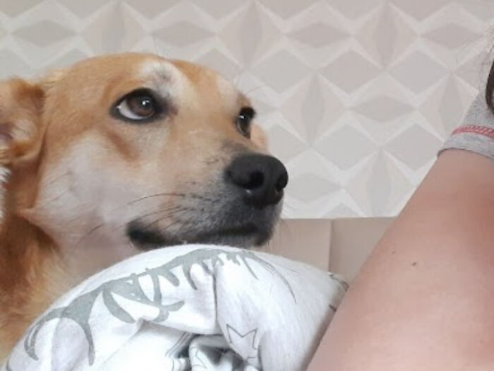 Was Making A Video W My Newly Adopted Dog To Show My Friends And Caught This Face