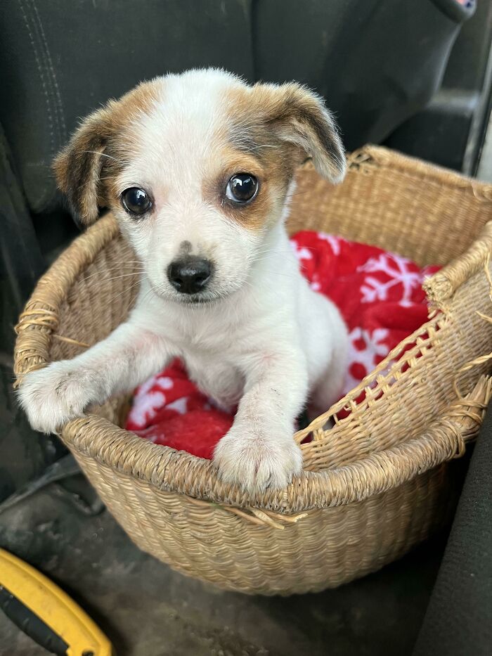 Meet Rosie, My Rescue Pup