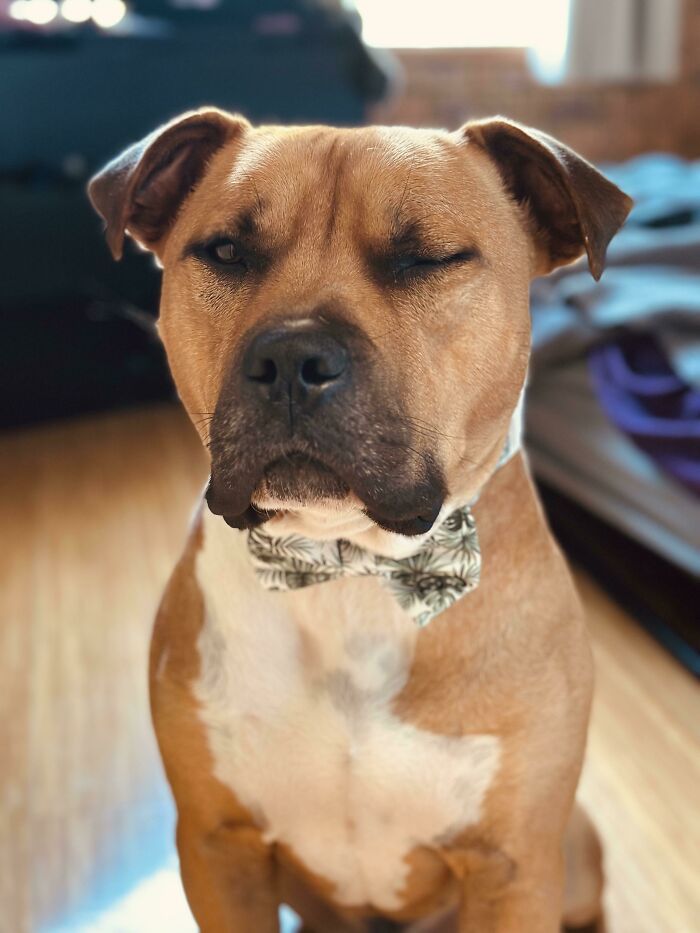 This Is Mace Our 1.5 Year Old Rescue American Staffy X. Caught Him Winking In His Bow Tie!