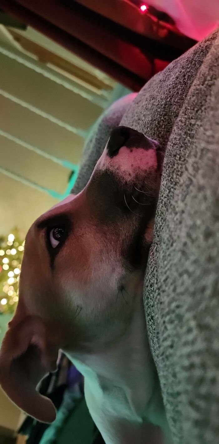 Rescued This Handsome Gentleman, And Rocky Loves Staring At The Christmas Lights