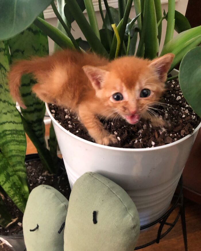 Roachathy James On Safari! Rescued This Sweet Little Paralyzed Kitten From Reddit - Love These Special Needs Babies!