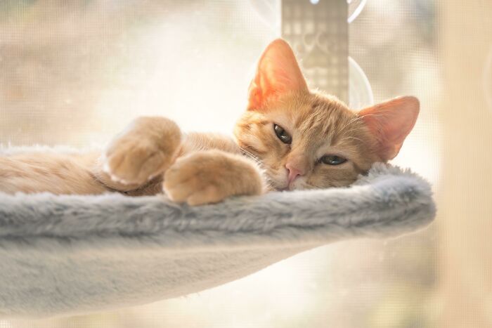 Our Newly Adopted Kitten Is Enjoying His Sunlit Window Bed