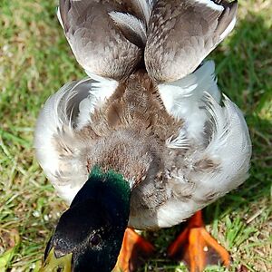 Canadian Cobra Chickens