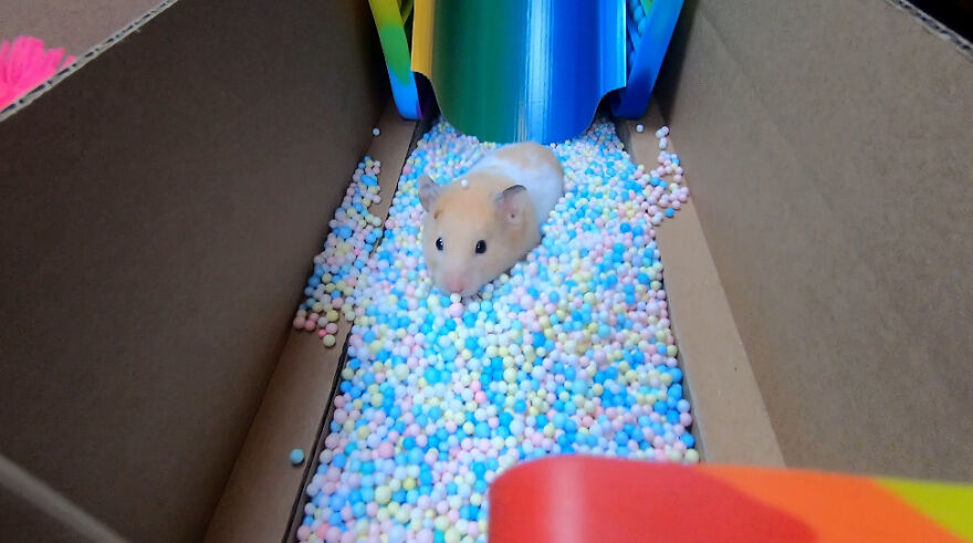 Hamster Maze on the App Store