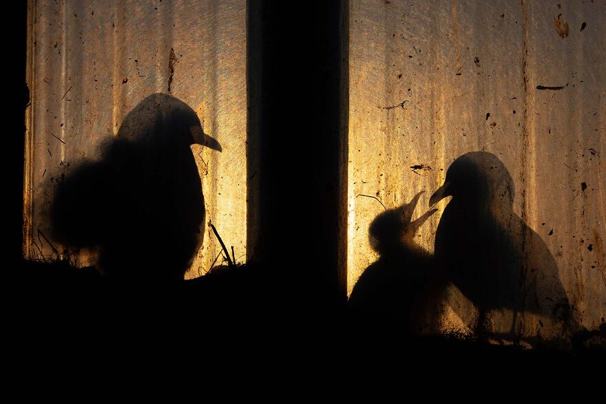 Category Birds: Winner, 'Urban Kittiwakes' By Knut-Sverre Horn