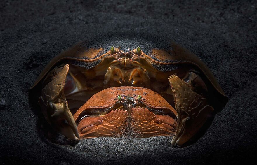 Category Animal Portraits: Highly Commended, 'Family Circle' By Andrey Savin