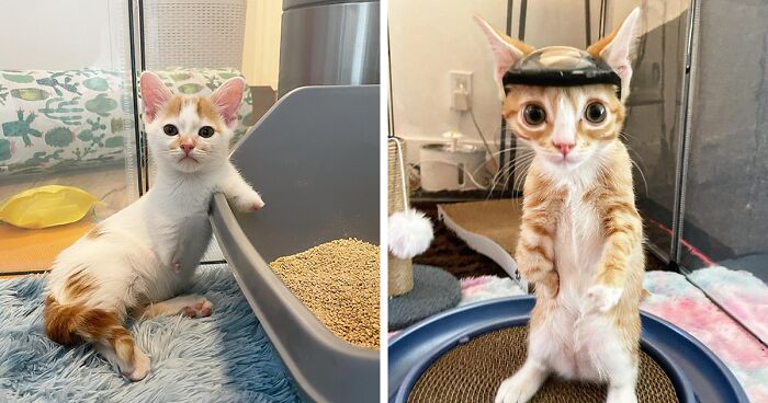 These Two Sibling Kittens Are Quite Different From Other Cats, But They Are Living Their Life To The Fullest After Being Rescued