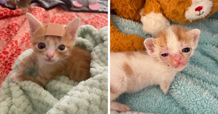 Meet Otter And Bunny, Two Rescue Kittens With Special Needs Who Don't Let It Stop Them From Living Their Best Life