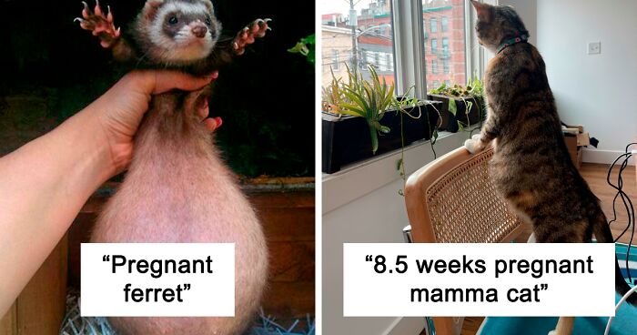 97 Of The Cutest Pics Of Pregnant Animals Who Look Like They're About To Burst