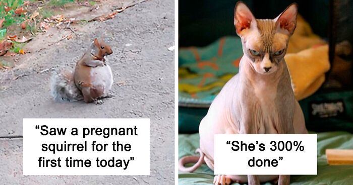 97 Pics Of Adorable Pregnant Animals