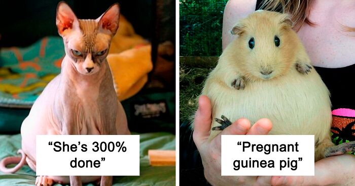 97 Cute Pictures Of Pregnant Animals Whose Tummies Look Like They're Almost Ready To Pop