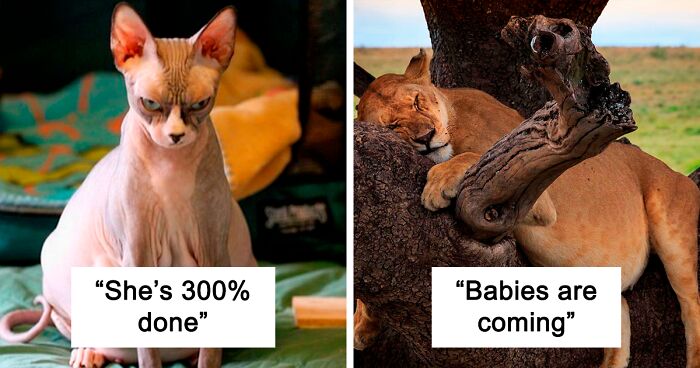 97 Adorable Pics Of Very Pregnant Animals