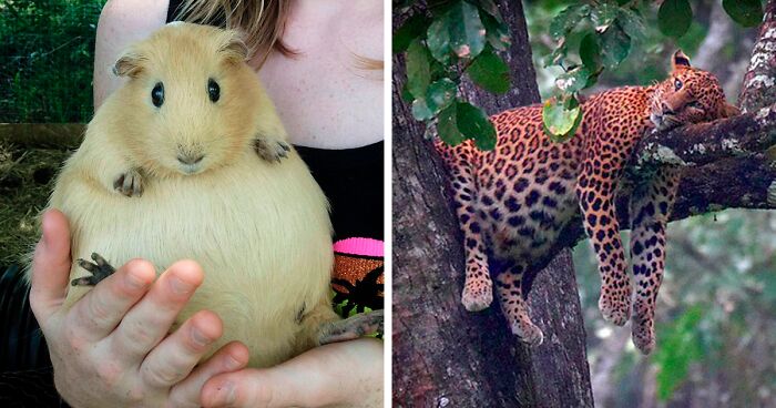 97 Funny And Cute Pics Of Pregnant Animals