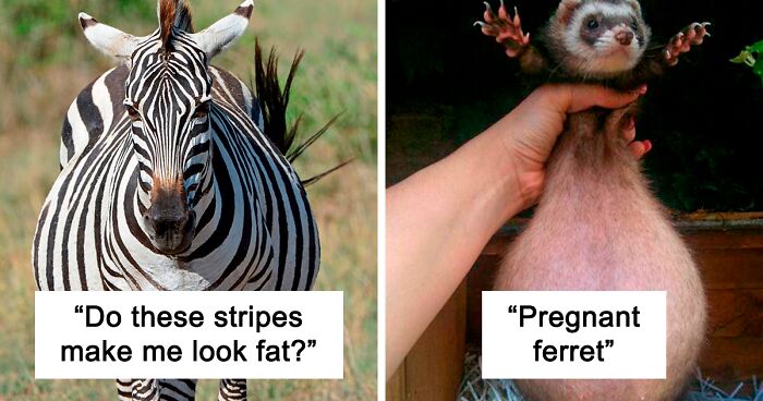 50 Times People Spotted An Adorable Pregnant Animal And Just Had To Take A Pic