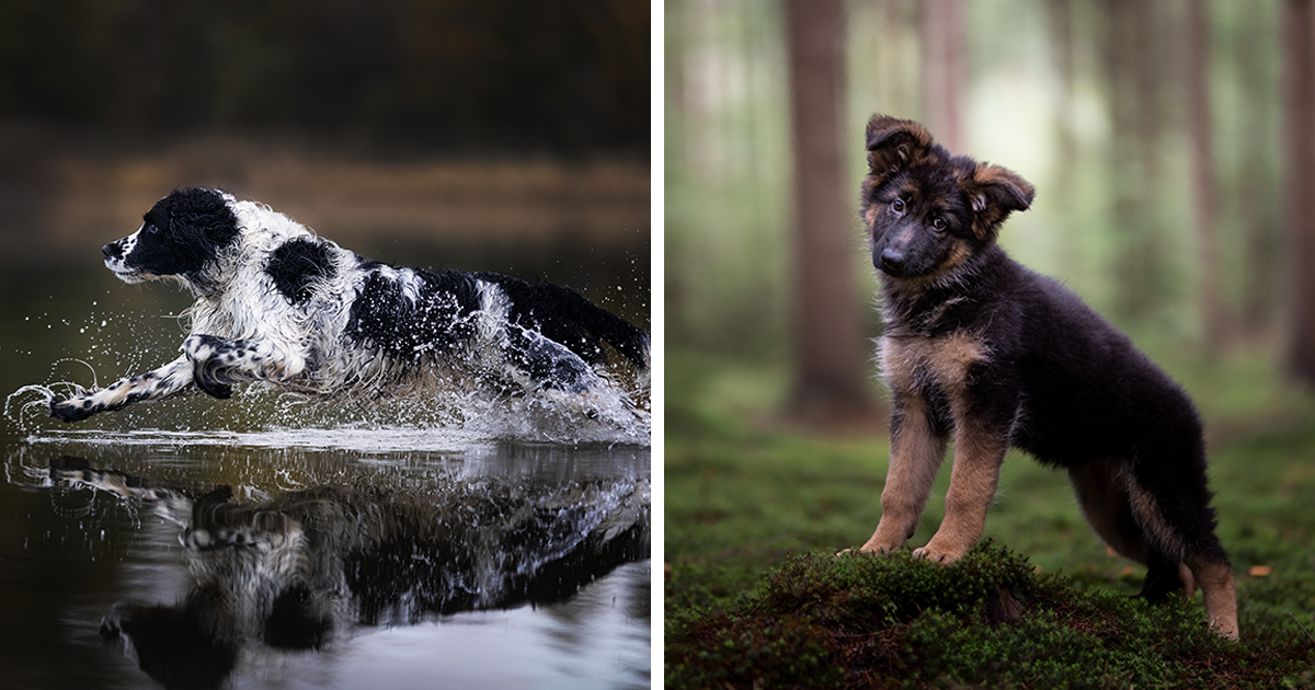 I Am A Photographer Who Is Passionate About Dogs And Their Adorable ...