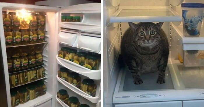 80 Pictures Of Chaotic Fridge Interiors That Might Make You Ask What The Heck Happened There, As Shared In This Online Group