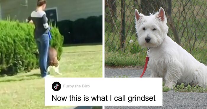 Couple Takes Advantage Of Landlord’s Initiative Of Giving $50 Off Rent In Return For A Video Of Residents Who Don’t Clean Up After Their Dogs