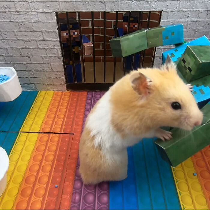 I Made A Prison Maze From Pop-It Toys For My Hamster To Escape