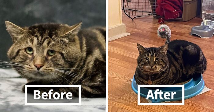 Depressed Cat Found In A Shelter Was Shared On Twitter And Finally Found His Forever Home