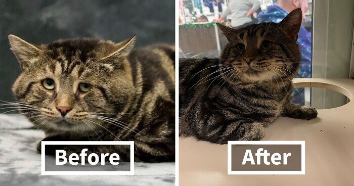 Internet-Famous Depressed Shelter Cat Has Recently Found His Forever Home And Is Off To Live A Happy Life